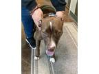 Adopt GIRLIE a Pit Bull Terrier, Mixed Breed