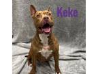 Adopt Keke a Pit Bull Terrier