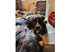 Adopt Maeve a Pit Bull Terrier