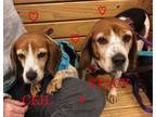 Adopt CEIL & STACY a Beagle