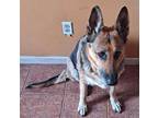 Adopt XP Xena - Newark, NJ a German Shepherd Dog