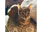 Adopt Bebe a Domestic Short Hair, Tabby