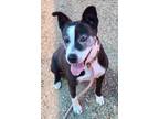 Adopt GIRLY a Pit Bull Terrier, Mixed Breed