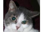 Adopt TinTin - 11 years old a Domestic Short Hair, Tabby