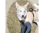 Adopt Kalani a Husky, Mixed Breed