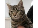 Adopt Thelma a Tabby