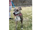 Adopt Vegas Countess a Pit Bull Terrier, Mixed Breed