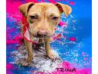 Adopt TRINA a Pit Bull Terrier, Mixed Breed