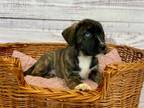 Adopt Moxie a Boxer, German Shepherd Dog