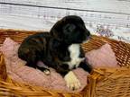 Adopt Izzy a Boxer, German Shepherd Dog