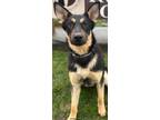 Adopt Starla a German Shepherd Dog