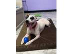 Adopt Scout a Pit Bull Terrier