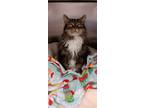 Adopt Spice a Domestic Long Hair