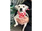 Adopt DOTTIE a Mixed Breed