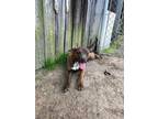 Adopt Plum a Mixed Breed