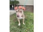 Adopt Ximira a Pit Bull Terrier