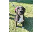 Adopt Chica a Pit Bull Terrier