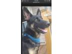 Adopt Kaylee a German Shepherd Dog