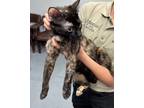 Adopt Boots a Domestic Short Hair