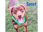 Adopt Scout a Dachshund / Labrador Retriever / Mixed dog in Quinlan