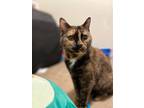Adopt Ethel a Domestic Shorthair / Mixed (short coat) cat in Cincinnati