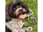 Adopt Ozzy adoption pending a Black - with White Bichon Frise / Shih Tzu dog in
