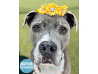 Adopt Sunny a Gray/Blue/Silver/Salt & Pepper American Pit Bull Terrier / Mixed