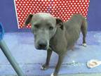 Adopt MELROSE a Blue Lacy, Mixed Breed