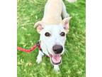 Adopt Libby a Tan/Yellow/Fawn Mixed Breed (Medium) / Mixed dog in Oklahoma City