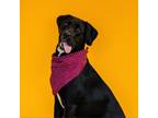 Adopt Noble a Black Labrador Retriever / Mixed dog in Wilmington, DE (38357662)