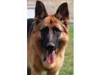 Adopt Hannah a Black German Shepherd Dog / Mixed dog in Walla Walla