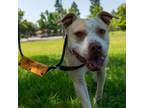 Adopt Canela a Tan/Yellow/Fawn American Pit Bull Terrier / Mixed Breed (Medium)