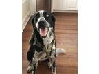 Adopt Blu a Black - with White Border Collie / Australian Cattle Dog / Mixed dog