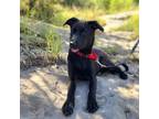Adopt Skipper JuM a Black Labrador Retriever / Mixed Breed (Medium) / Mixed dog