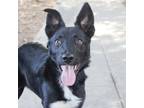 Adopt LANCE a Black Border Collie / Mixed dog in Pt. Richmond, CA (38114045)