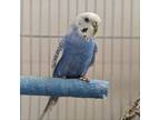 Adopt Sunrise a Budgie / Budgerigar