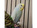 Adopt Cosmo a Budgie / Budgerigar