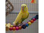 Adopt Rachel a Budgie / Budgerigar