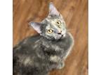 Adopt Vixen a Calico or Dilute Calico Domestic Shorthair (short coat) cat in