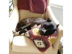 Adopt KUBA a Black American Pit Bull Terrier / American Pit Bull Terrier / Mixed