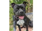Adopt Lindor II 54 a Black American Pit Bull Terrier / Mixed dog in Cleveland