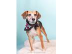 Adopt Beatrice a Beagle, Mixed Breed