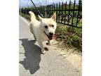 Adopt Happy a White Corgi / Shiba Inu / Mixed dog in Palisades Park