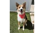 Adopt Maverick a Tan/Yellow/Fawn Collie / Mixed dog in Wichita Falls