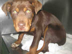 Adopt MILO a Brown/Chocolate - with White Mixed Breed (Medium) / Mixed dog in