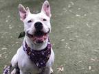 Adopt MARTY a White Mixed Breed (Medium) / Mixed dog in Los Angeles