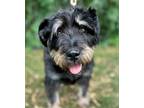 Adopt Noodles a Black Terrier (Unknown Type, Small) / Poodle (Standard) / Mixed