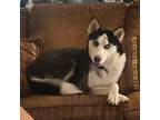 Adopt Yama a Black Husky / Mixed dog in Edinburg, TX (38109494)