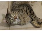 Adopt Finn a Gray, Blue or Silver Tabby Domestic Shorthair (short coat) cat in