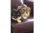 Adopt Dawn and Mason a Calico or Dilute Calico Calico (short coat) cat in